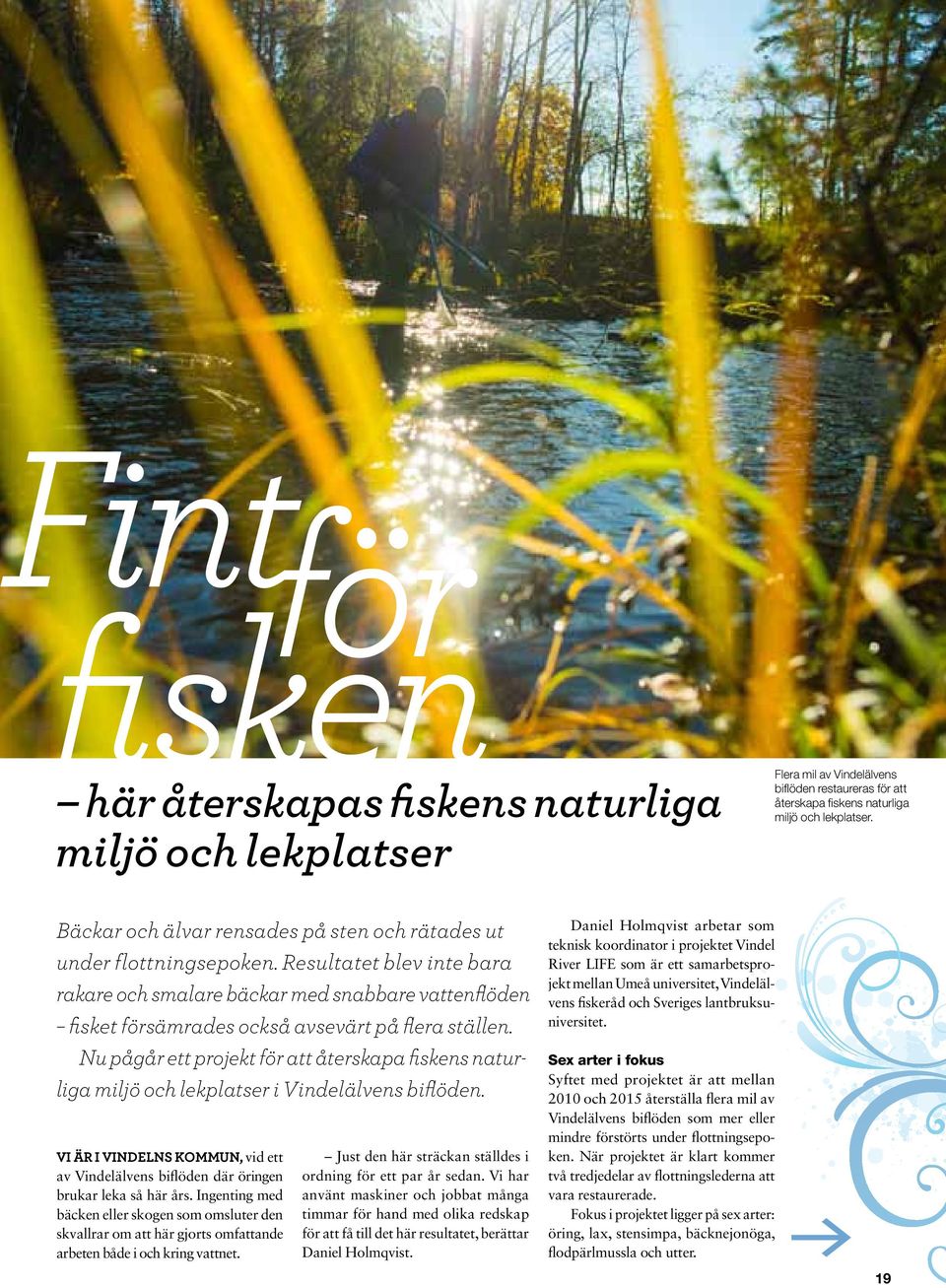 Nu pågår ett projekt för att återskapa fiskens naturliga miljö och lekplatser i Vindelälvens biflöden. Vi är i Vindelns kommun, vid ett av Vindelälvens biflöden där öringen brukar leka så här års.