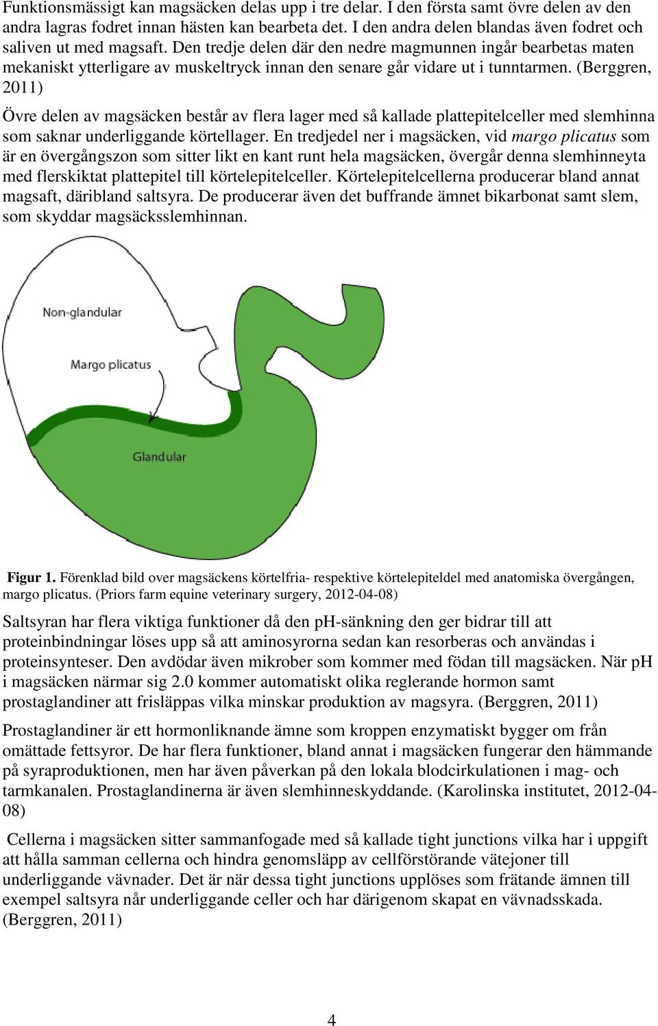 Den tredje delen där den nedre magmunnen ingår bearbetas maten mekaniskt ytterligare av muskeltryck innan den senare går vidare ut i tunntarmen.