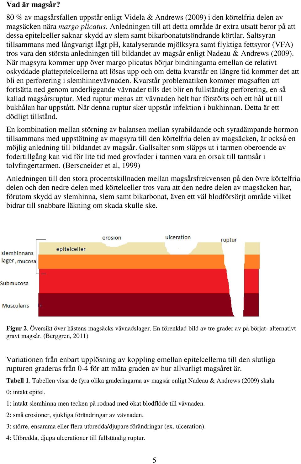 Saltsyran tillsammans med långvarigt lågt ph, katalyserande mjölksyra samt flyktiga fettsyror (VFA) tros vara den största anledningen till bildandet av magsår enligt Nadeau & Andrews (2009).