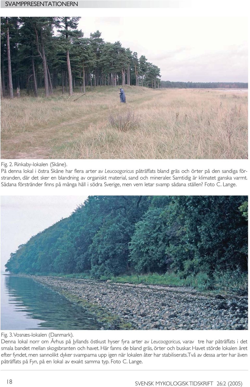 Samtidig är klimatet ganska varmt. Sådana förstränder finns på många håll i södra Sverige, men vem letar svamp sådana ställen? Foto C. Lange. Fig. 3.Vosnæs-lokalen (Danmark).