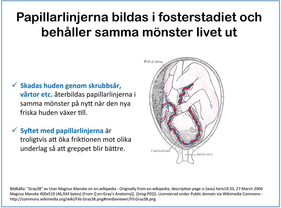 ü Sy<et med papillarlinjerna är troligtvis ah öka frikfonen mot olika underlag så ah greppet blir bähre. Bildkälla: "Gray38" av User Magnus Manske on en.