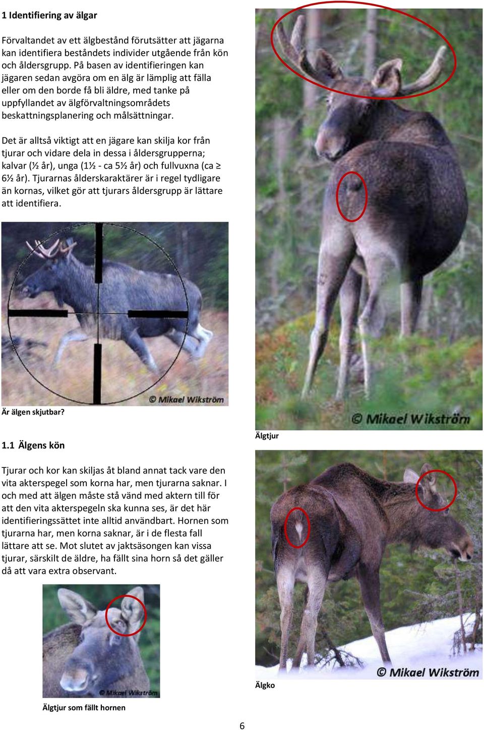 målsättningar. Det är alltså viktigt att en jägare kan skilja kor från tjurar och vidare dela in dessa i åldersgrupperna; kalvar (½ år), unga (1½ - ca 5½ år) och fullvuxna (ca 6½ år).