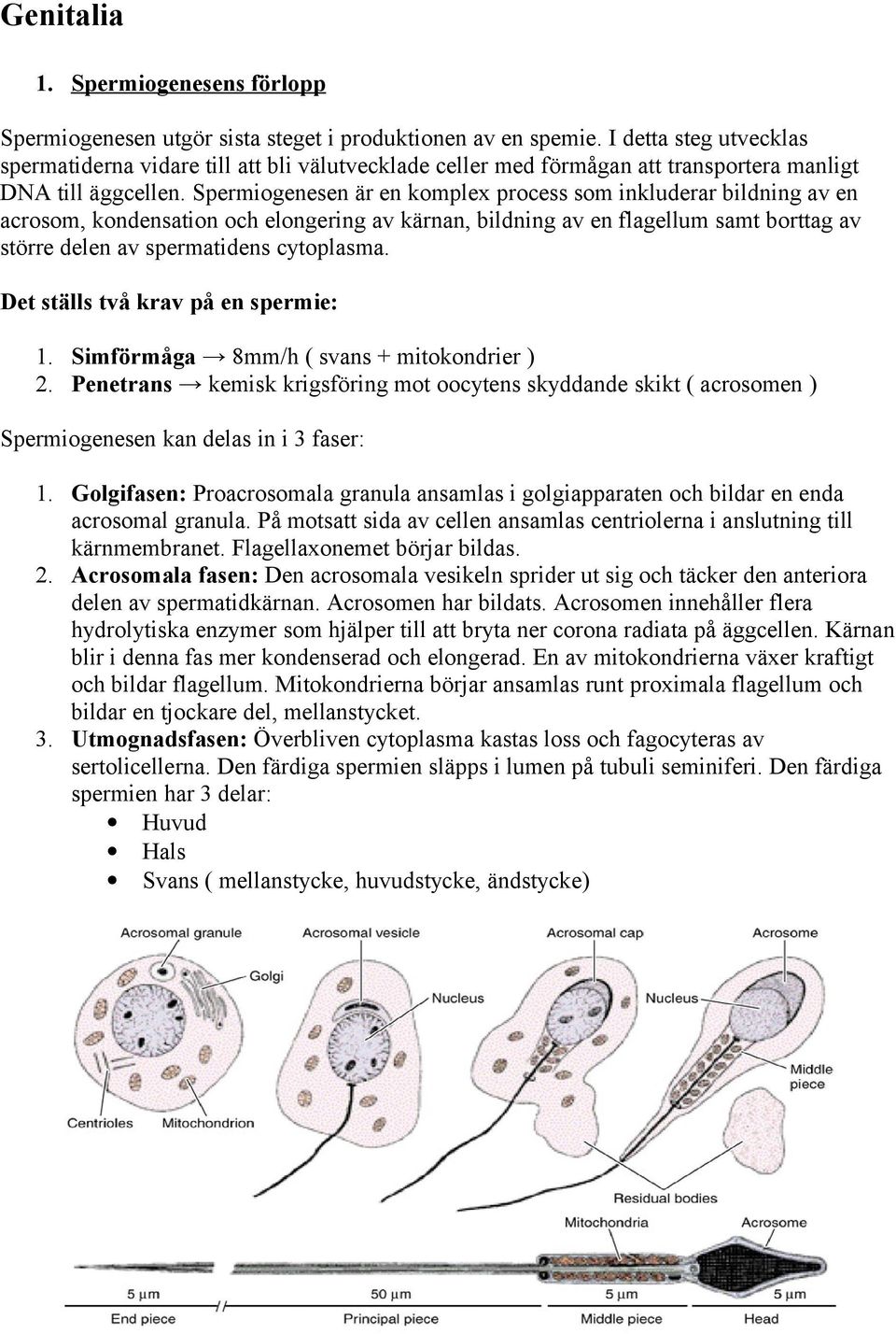 Spermiogenesen är en komplex process som inkluderar bildning av en acrosom, kondensation och elongering av kärnan, bildning av en flagellum samt borttag av större delen av spermatidens cytoplasma.