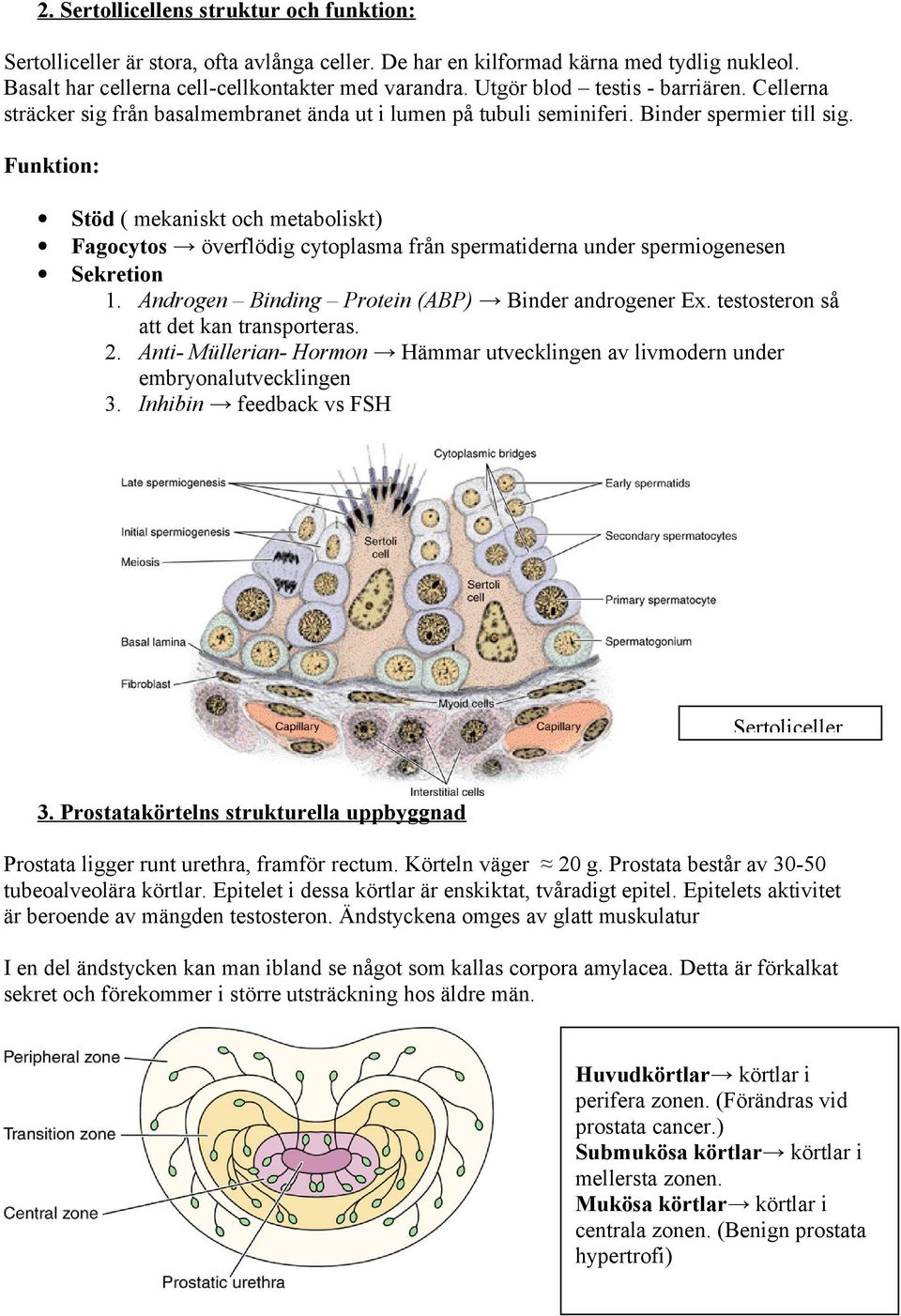 Funktion: Stöd ( mekaniskt och metaboliskt) Fagocytos överflödig cytoplasma från spermatiderna under spermiogenesen Sekretion 1. Androgen Binding Protein (ABP) Binder androgener Ex.