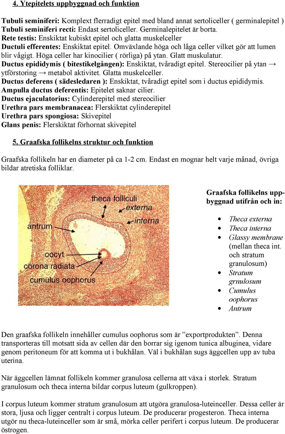 Höga celler har kinocilier ( rörliga) på ytan. Glatt muskulatur. Ductus epididymis ( bitestikelgången): Enskiktat, tvåradigt epitel. Stereocilier på ytan ytförstoring metabol aktivitet.