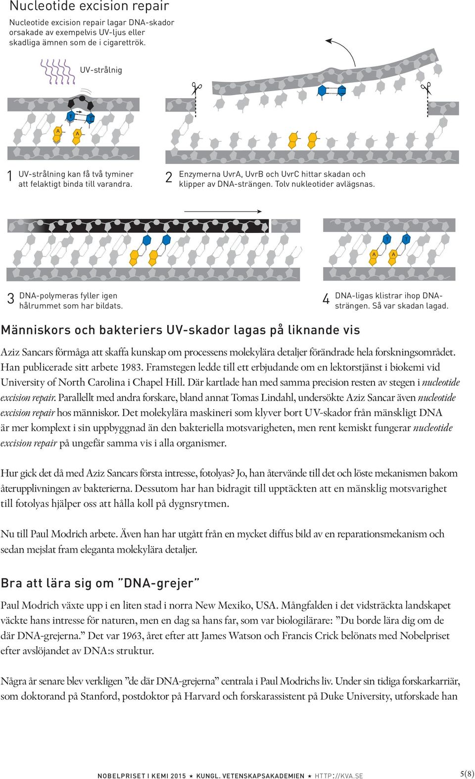 DN-polymeras fyller igen 3 4 hålrummet som har bildats. Människors och bakteriers UV-skador lagas på liknande vis DN-ligas klistrar ihop DNsträngen. Så var skadan lagad.