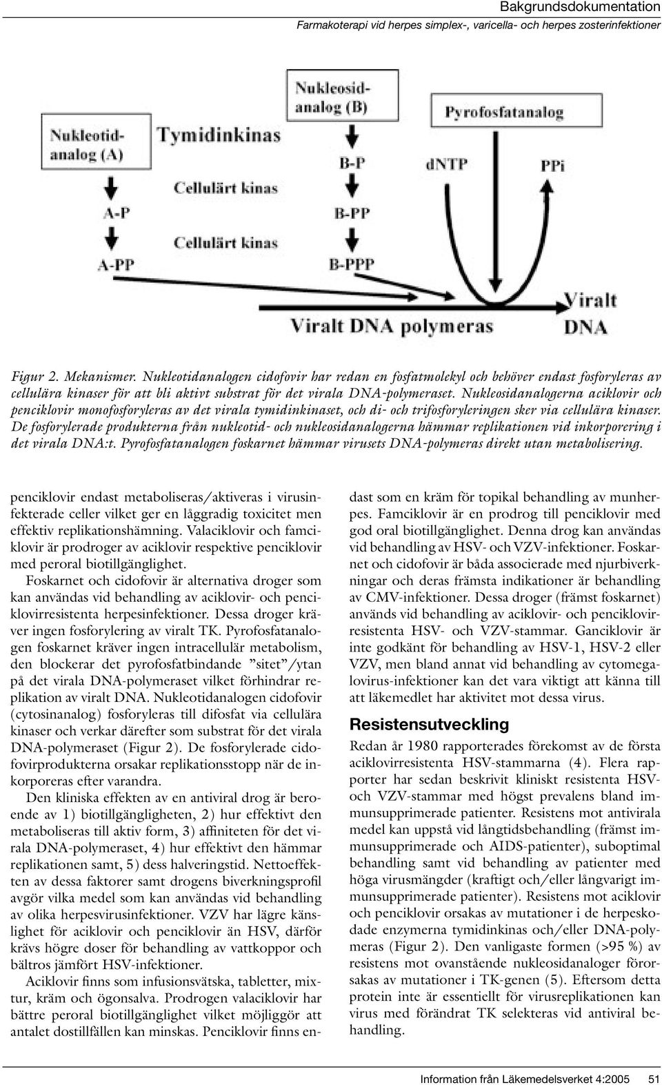 De fosforylerade produkterna från nukleotid- och nukleosidanalogerna hämmar replikationen vid inkorporering i det virala DNA:t.