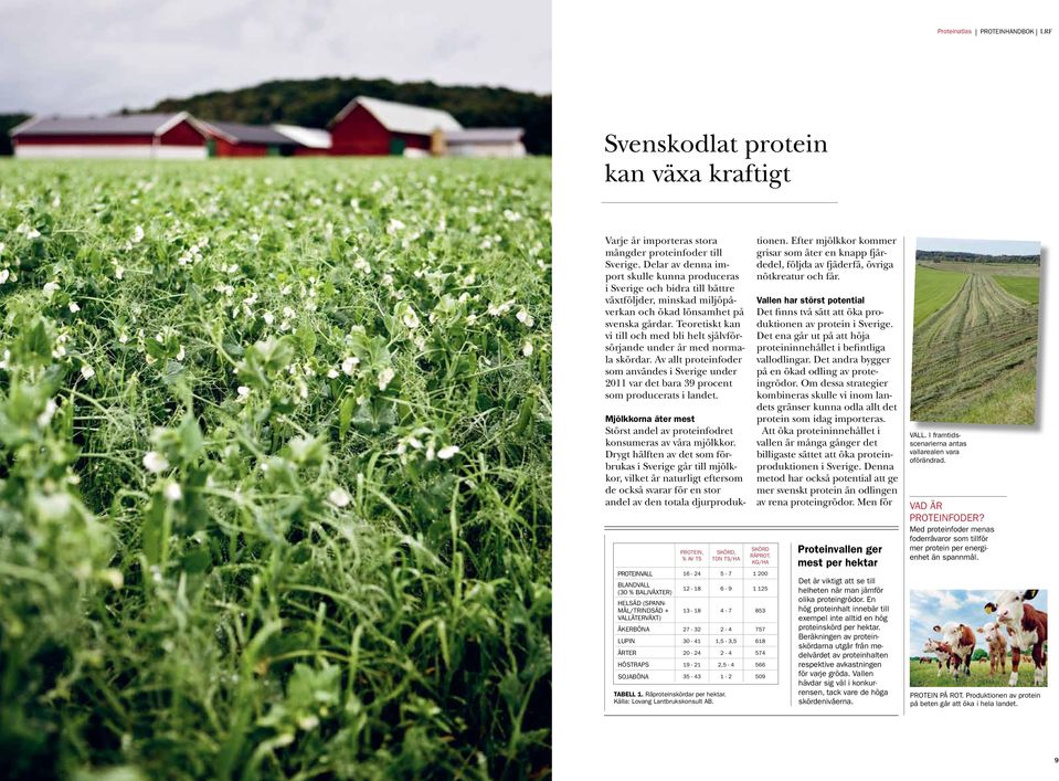 Teoretiskt kan vi till och med bli helt självförsörjande under år med normala skördar. Av allt proteinfoder som användes i Sverige under 2011 var det bara 39 procent som producerats i landet.