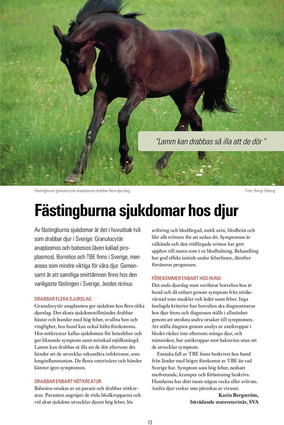 Borrelios och TBE finns i Sverige, men anses som mindre viktiga för våra djur. Gemensamt är att samtliga smittämnen finns hos den vanligaste fästingen i Sverige, Ixodes ricinus.