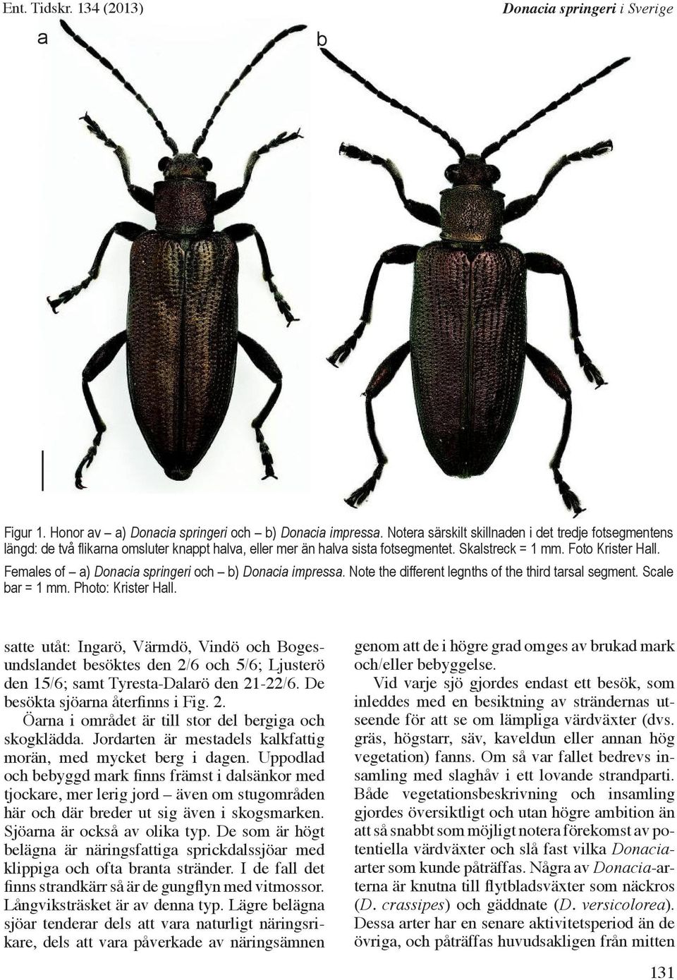 Females of a) Donacia springeri och b) Donacia impressa. Note the different legnths of the third tarsal segment. Scale bar = 1 mm. Photo: Krister Hall.