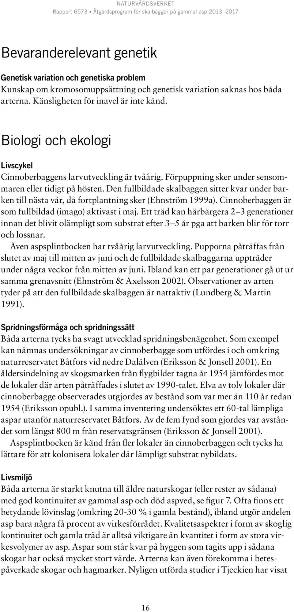 Den fullbildade skalbaggen sitter kvar under barken till nästa vår, då fortplantning sker (Ehnström 1999a). Cinnoberbaggen är som fullbildad (imago) aktivast i maj.