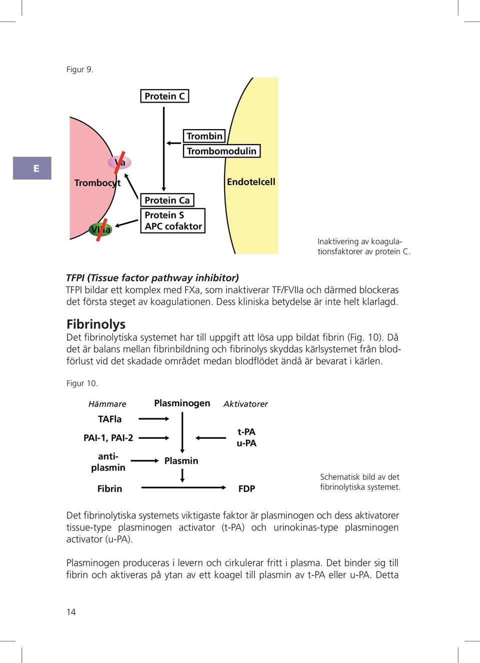 koagulationen. ess kliniska betydelse är inte helt klarlagd. ibrinolys et fibrinolytiska systemet har till uppgift att lösa upp bildat fibrin (ig. 10).