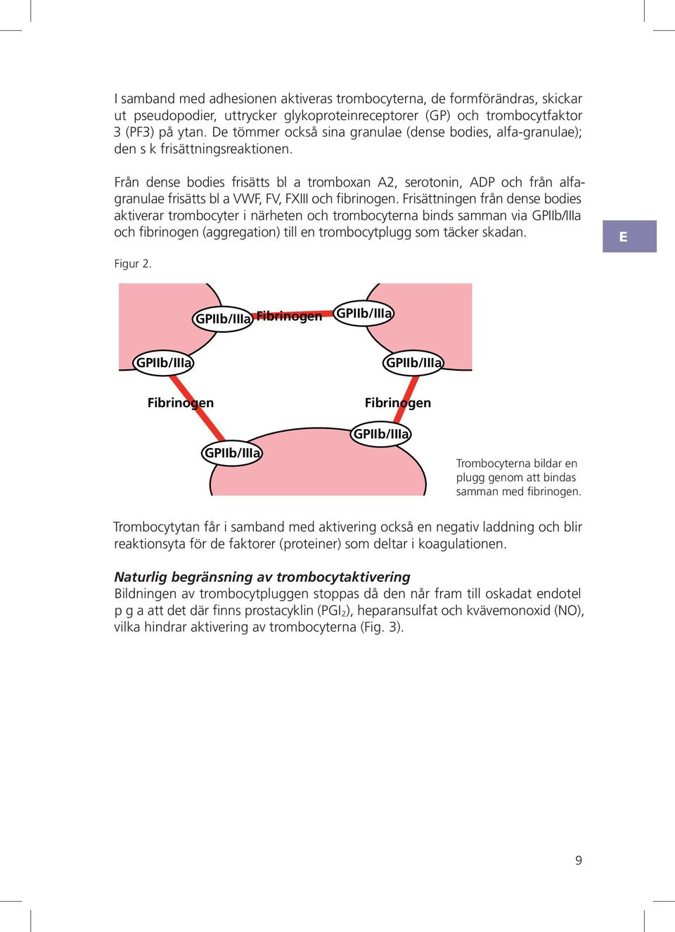 rån dense bodies frisätts bl a tromboxan 2, serotonin, och från alfagranulae frisätts bl a W,, och fibrinogen.