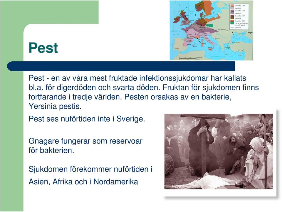 Pesten orsakas av en bakterie, Yersinia pestis. Pest ses nuförtiden inte i Sverige.