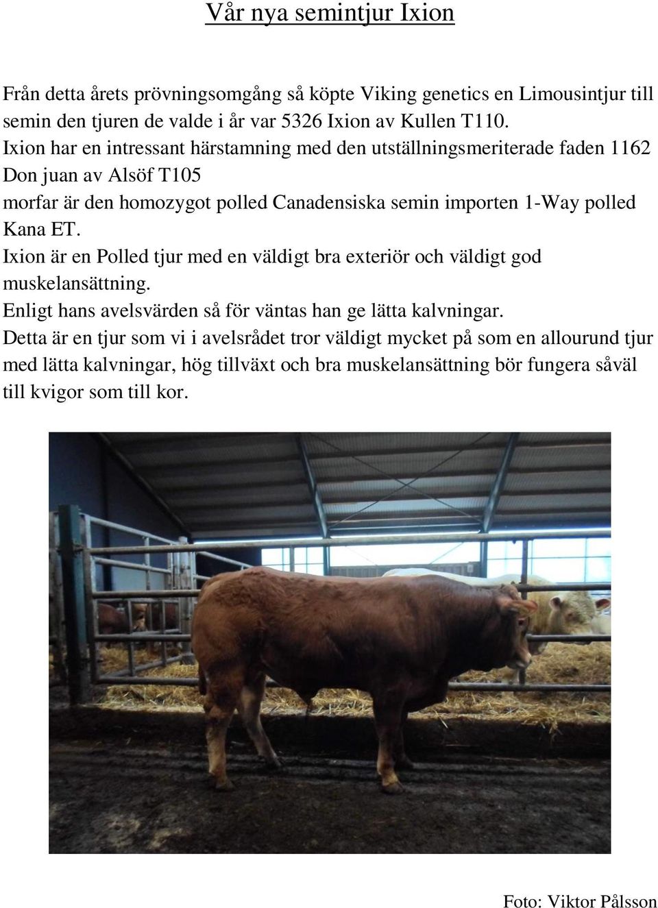 Kana ET. Ixion är en Polled tjur med en väldigt bra exteriör och väldigt god muskelansättning. Enligt hans avelsvärden så för väntas han ge lätta kalvningar.