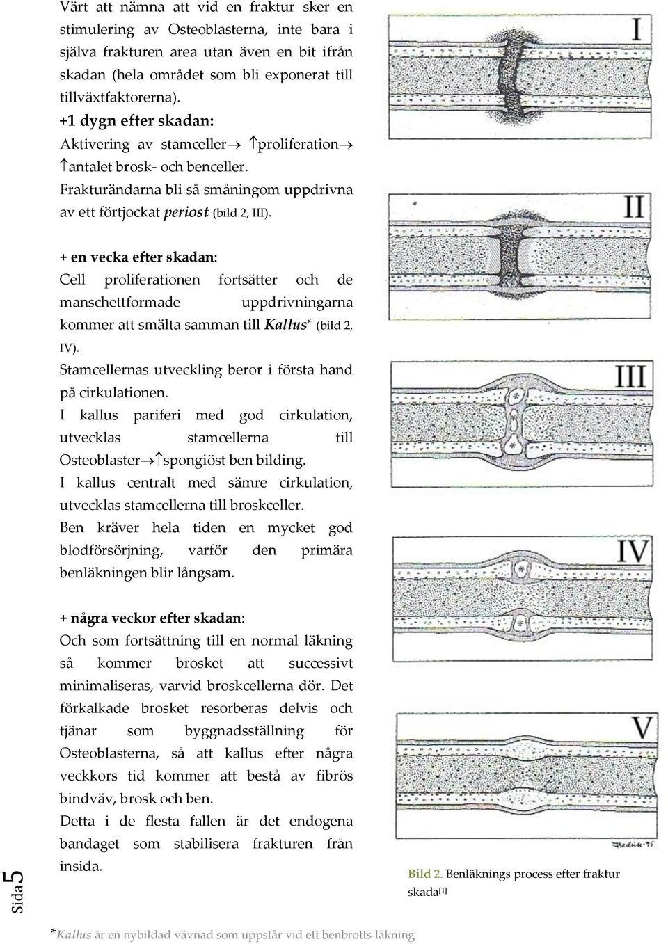 + en vecka efter skadan: Cell proliferationen fortsätter och de manschettformade uppdrivningarna kommer att smälta samman till Kallus* (bild 2, IV).