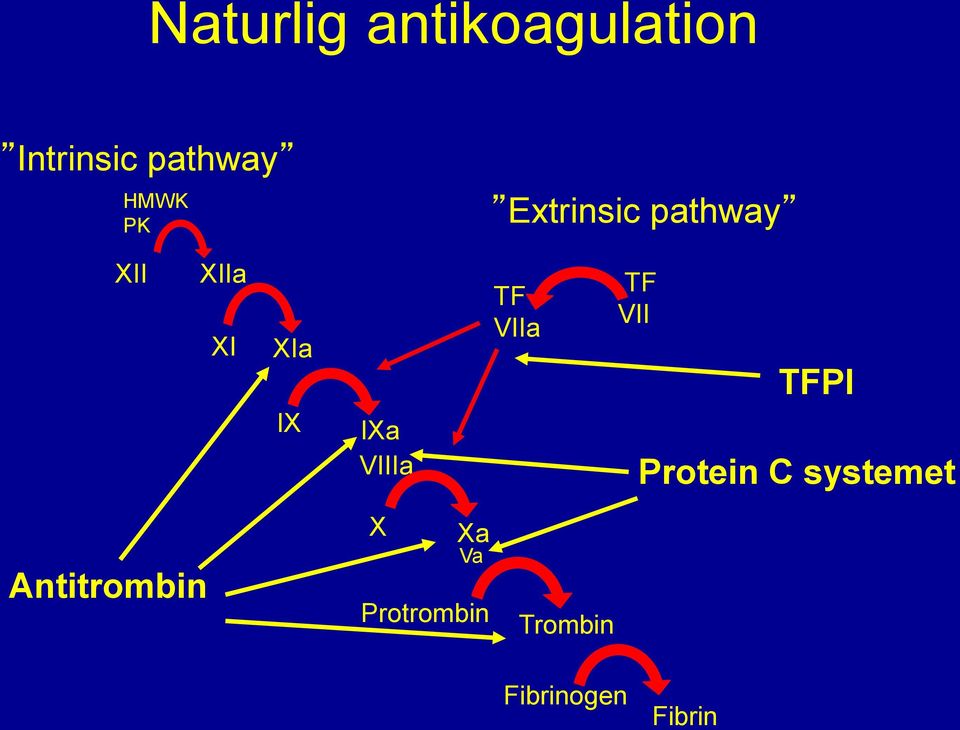 VIIIa TF VIIa TF VII TFPI Protein C systemet