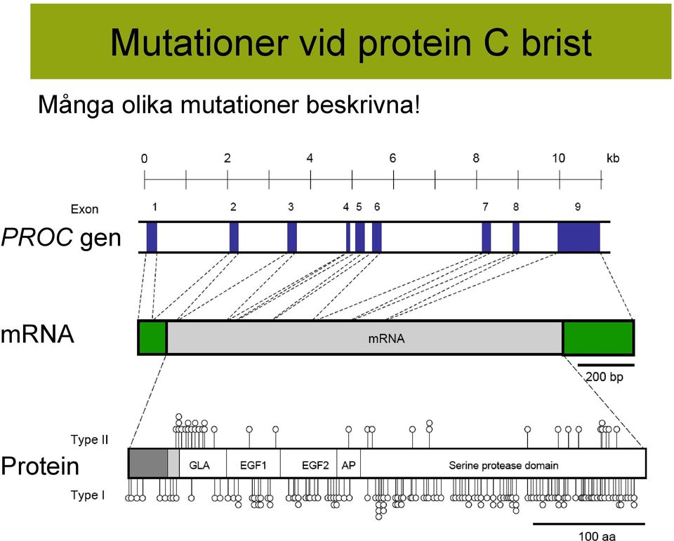 olika mutationer