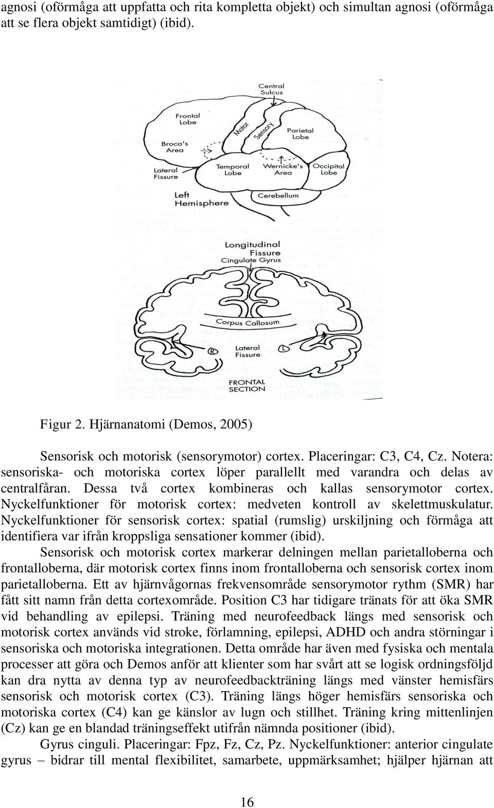 Dessa två cortex kombineras och kallas sensorymotor cortex. Nyckelfunktioner för motorisk cortex: medveten kontroll av skelettmuskulatur.