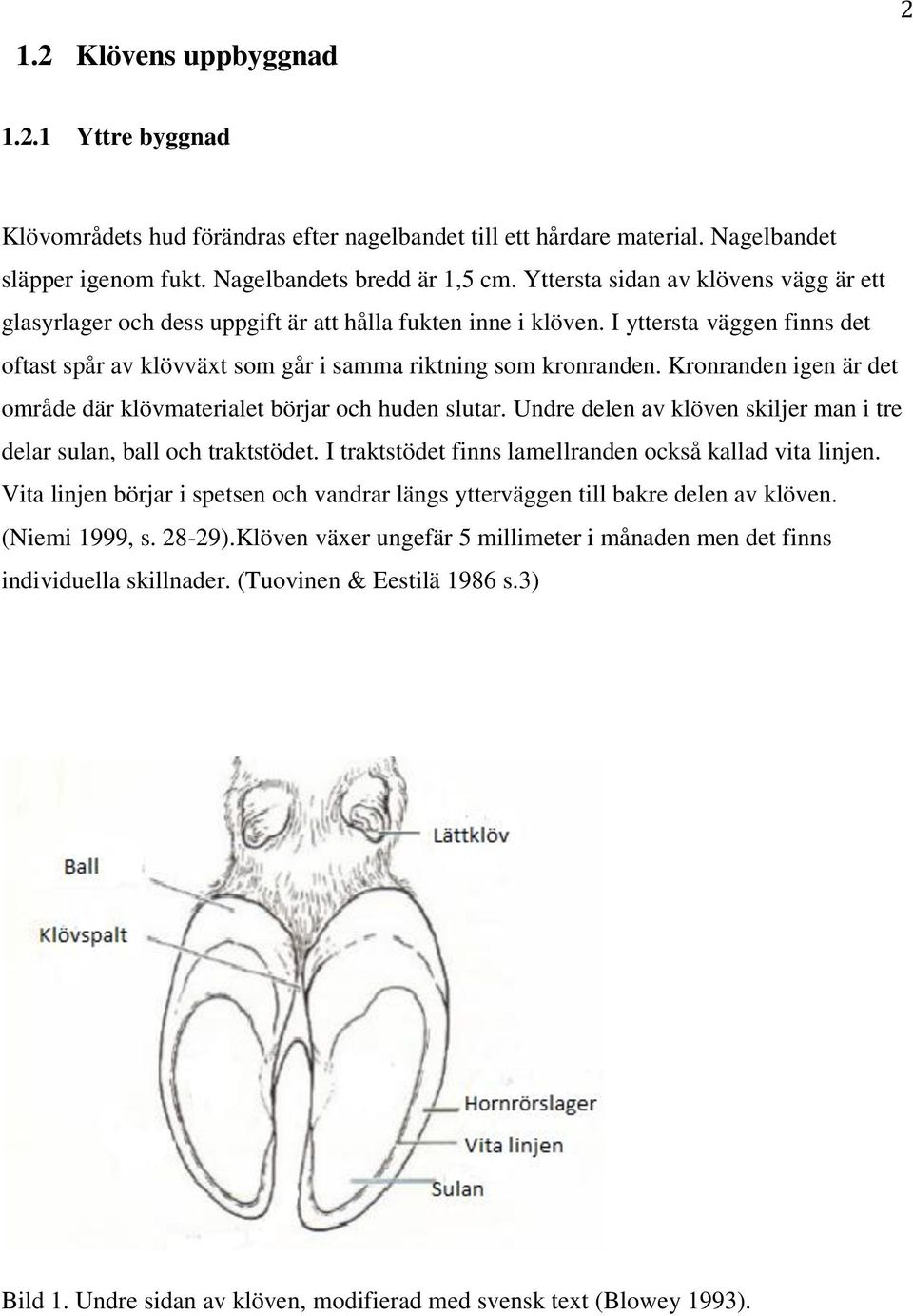 Kronranden igen är det område där klövmaterialet börjar och huden slutar. Undre delen av klöven skiljer man i tre delar sulan, ball och traktstödet.