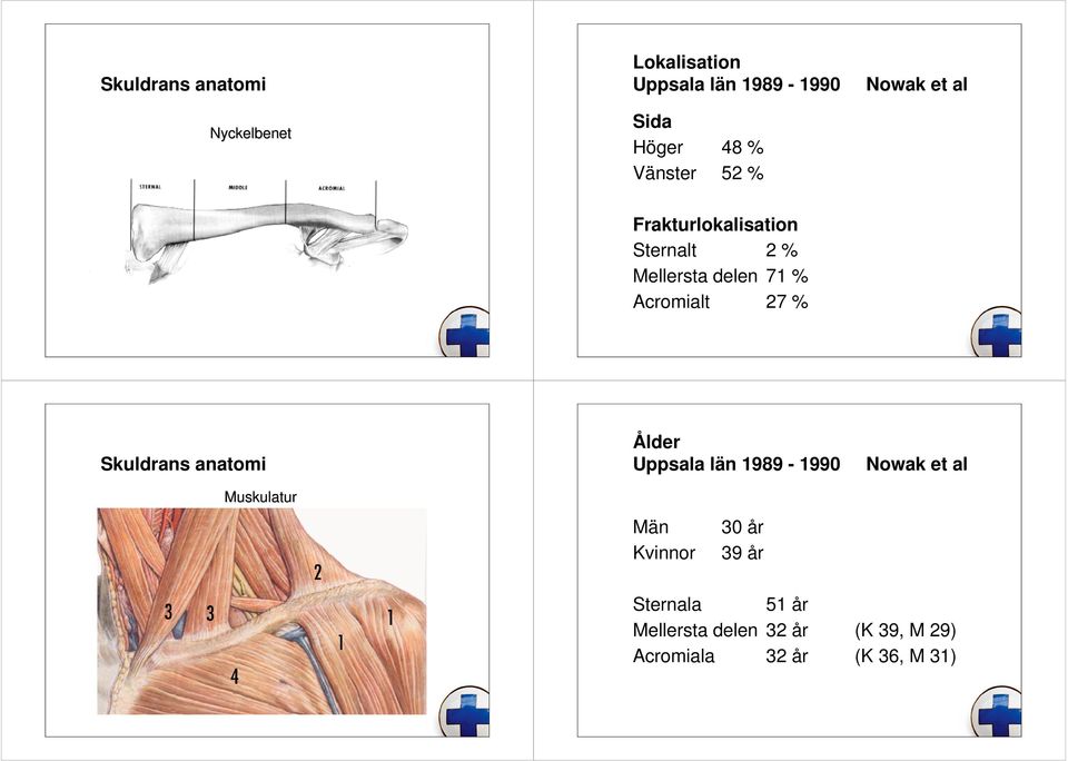 Acromialt 27 % Skuldrans anatomi Ålder Uppsala län 1989-1990 Nowak et al Muskulatur