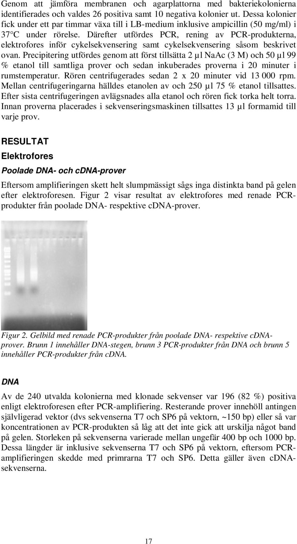 Därefter utfördes PCR, rening av PCR-produkterna, elektrofores inför cykelsekvensering samt cykelsekvensering såsom beskrivet ovan.