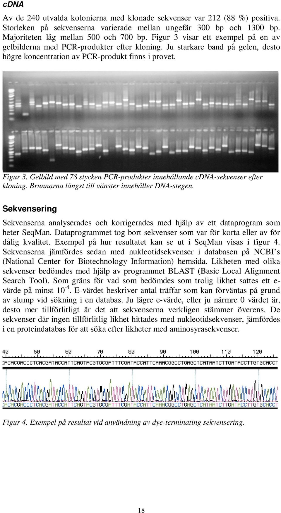 Gelbild med 78 stycken PCR-produkter innehållande cdna-sekvenser efter kloning. Brunnarna längst till vänster innehåller DNA-stegen.