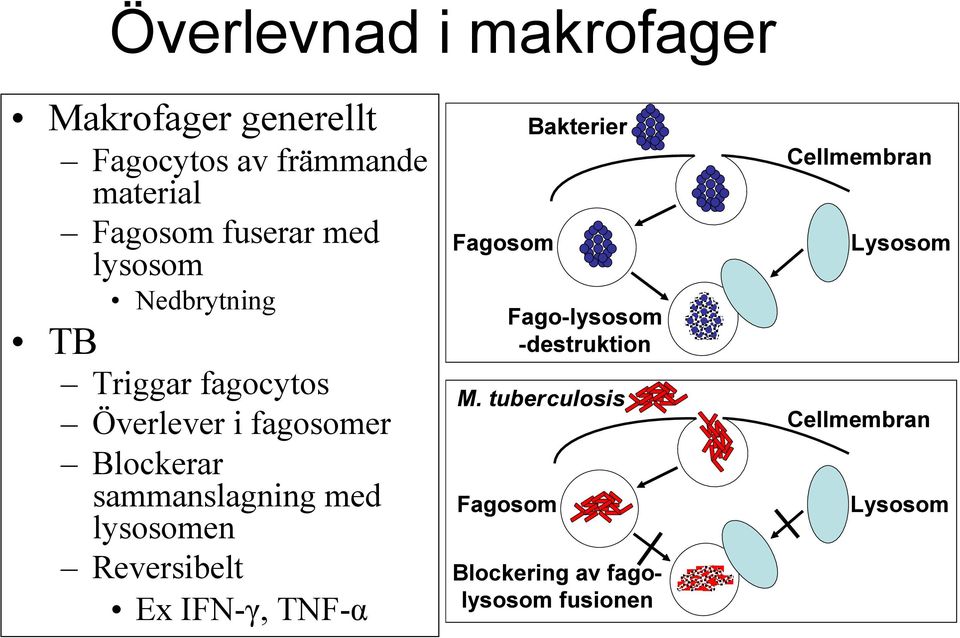 Fagosom fuserar med lysosom! Nedbrytning! TB!