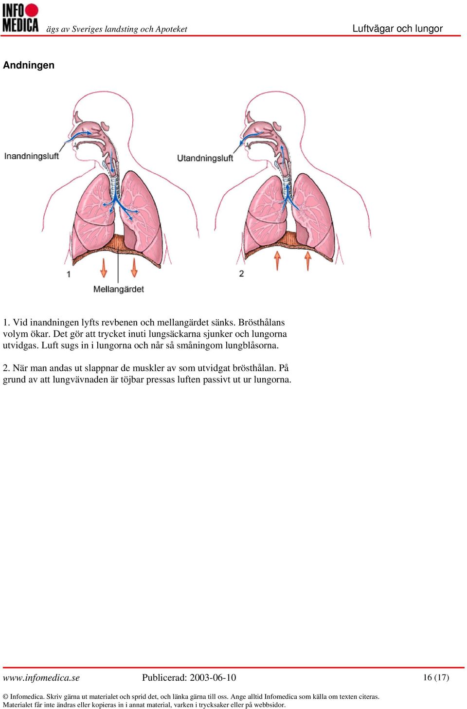 Luft sugs in i lungorna och når så småningom lungblåsorna. 2.