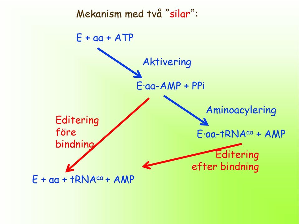 bindning E + aa + trna aa + AMP