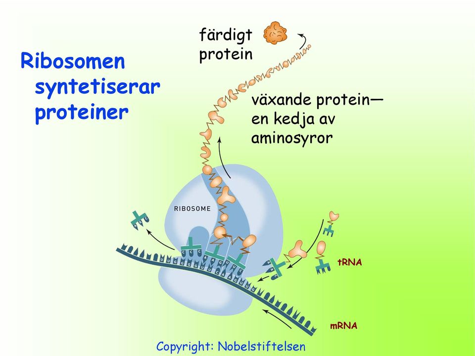 växande protein en kedja av