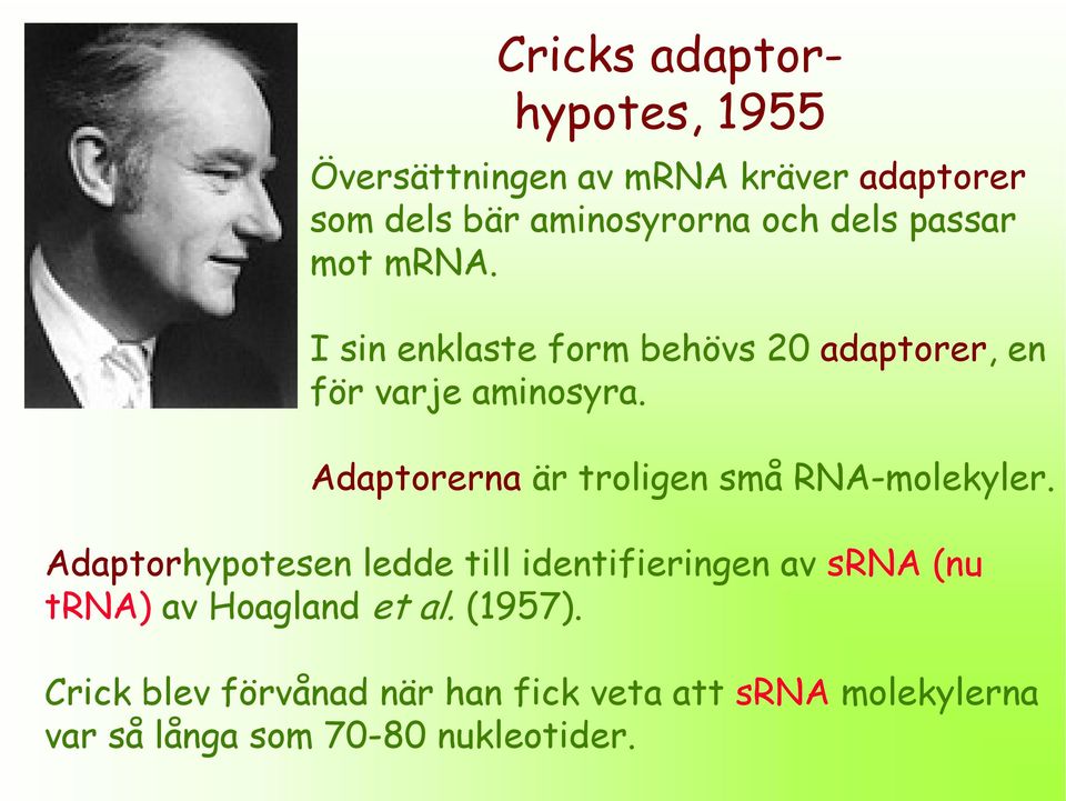 Adaptorerna är troligen små RNA-molekyler.