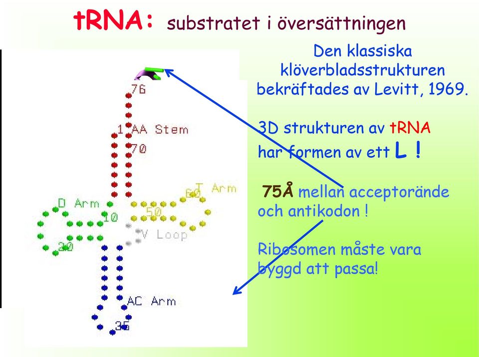 3D strukturen av trna har formen av ett L!