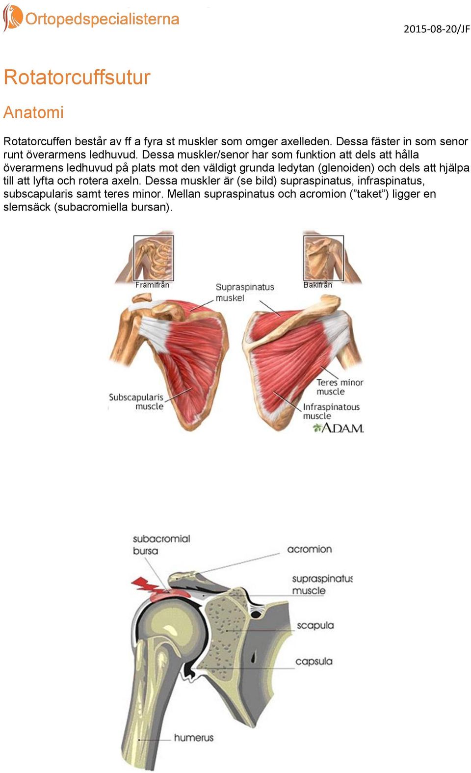 Dessa muskler/senor har som funktion att dels att hålla överarmens ledhuvud på plats mot den väldigt grunda ledytan