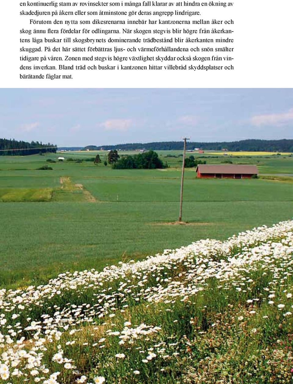 När skogen stegvis blir högre från åkerkantens låga buskar till skogsbrynets dominerande trädbestånd blir åkerkanten mindre skuggad.