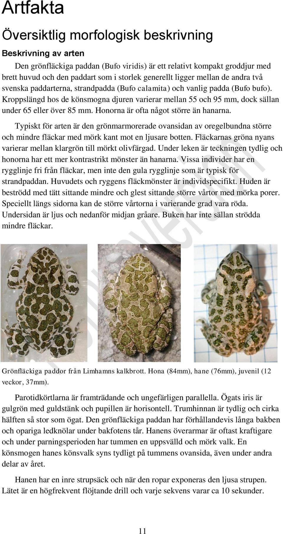 Kroppslängd hos de könsmogna djuren varierar mellan 55 och 95 mm, dock sällan under 65 eller över 85 mm. Honorna är ofta något större än hanarna.