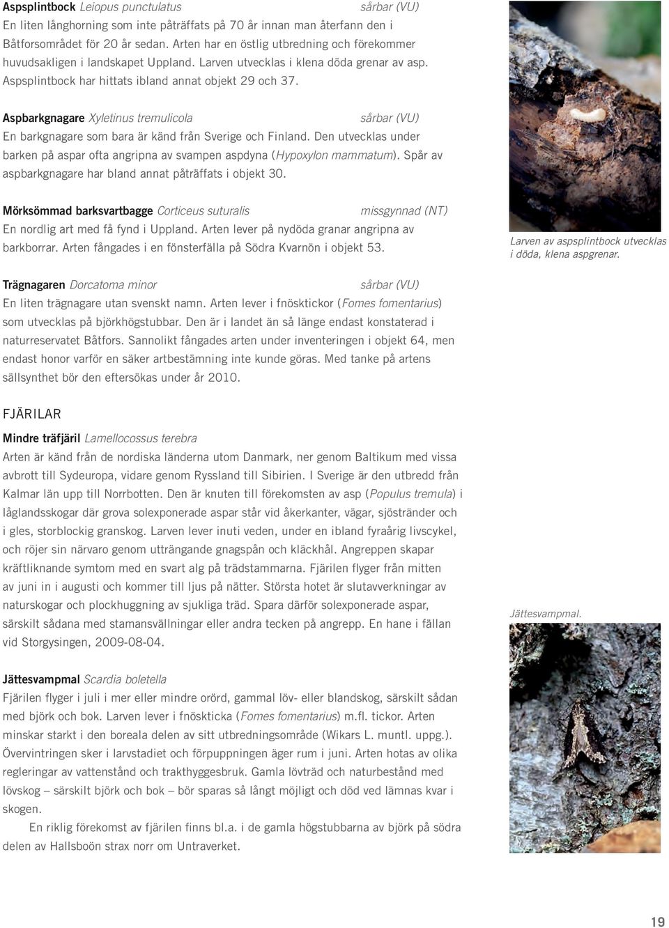 Aspbarkgnagare Xyletinus tremulicola sårbar (VU) En barkgnagare som bara är känd från Sverige och Finland. Den utvecklas under barken på aspar ofta angripna av svampen aspdyna (Hypoxylon mammatum).