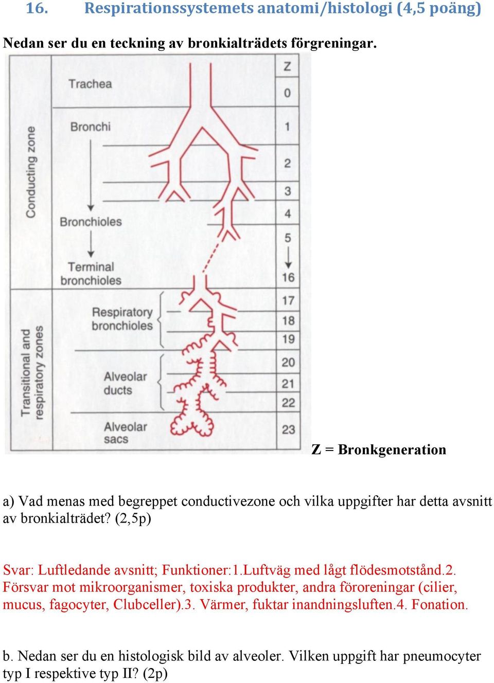 (2,5p) Svar: Luftledande avsnitt; Funktioner:1.Luftväg med lågt flödesmotstånd.2. Försvar mot mikroorganismer, toxiska produkter, andra föroreningar (cilier, mucus, fagocyter, Clubceller).