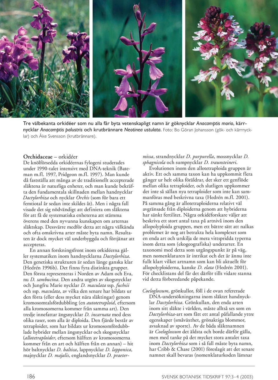 Orchidaceae orkidéer De knölförsedda orkidéernas fylogeni studerades under 1990-talet intensivt med DNA-teknik (Bateman m.fl. 1997, Pridgeon m.fl. 1997).