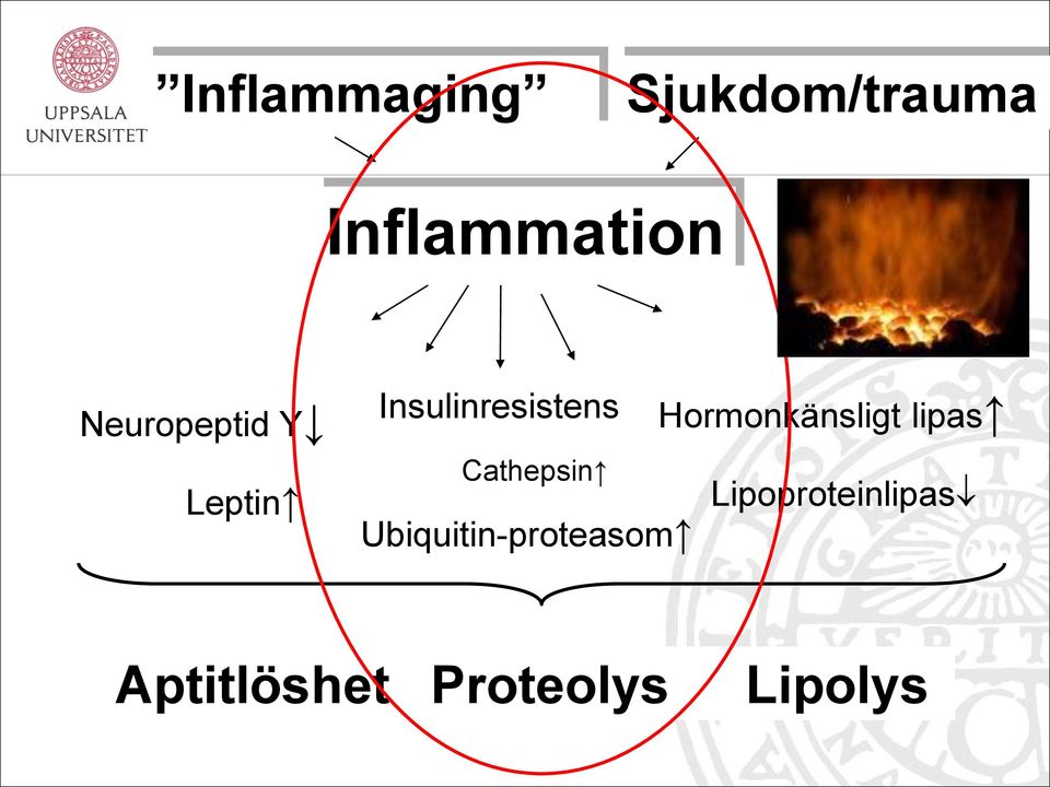 Hormonkänsligt lipas Cathepsin