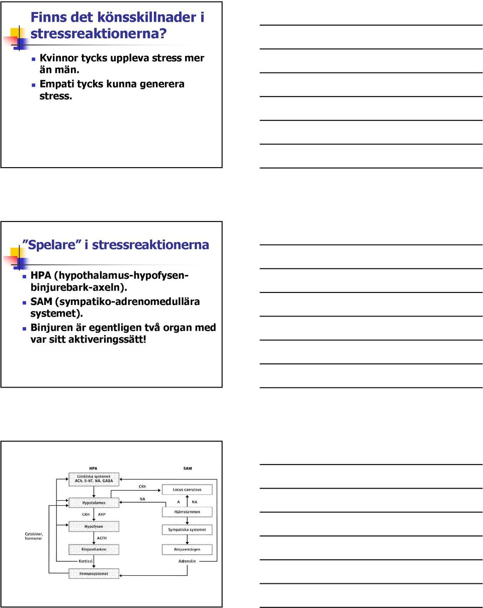 Spelare i stressreaktionerna HPA (hypothalamus-hypofysenbinjurebark-axeln).