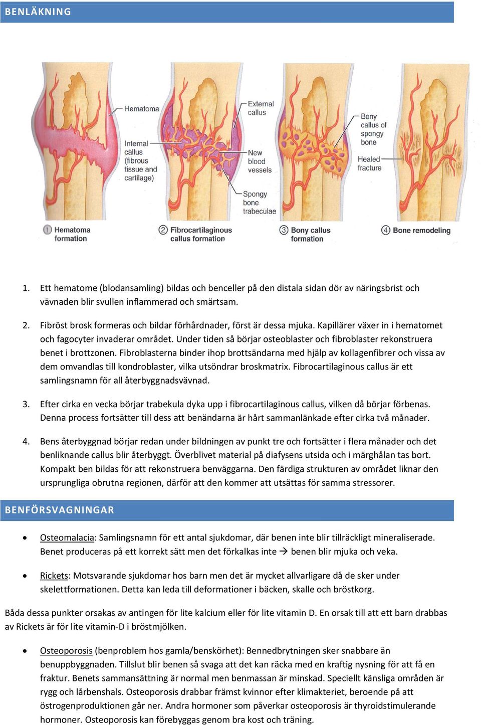 Under tiden så börjar osteoblaster och fibroblaster rekonstruera benet i brottzonen.