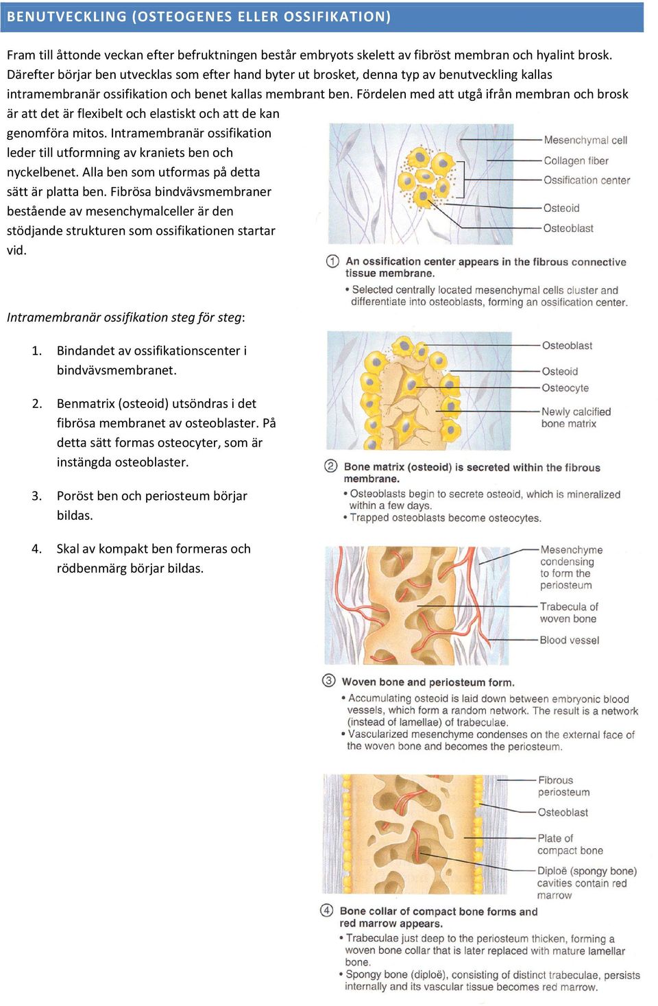 Fördelen med att utgå ifrån membran och brosk är att det är flexibelt och elastiskt och att de kan genomföra mitos. Intramembranär ossifikation leder till utformning av kraniets ben och nyckelbenet.