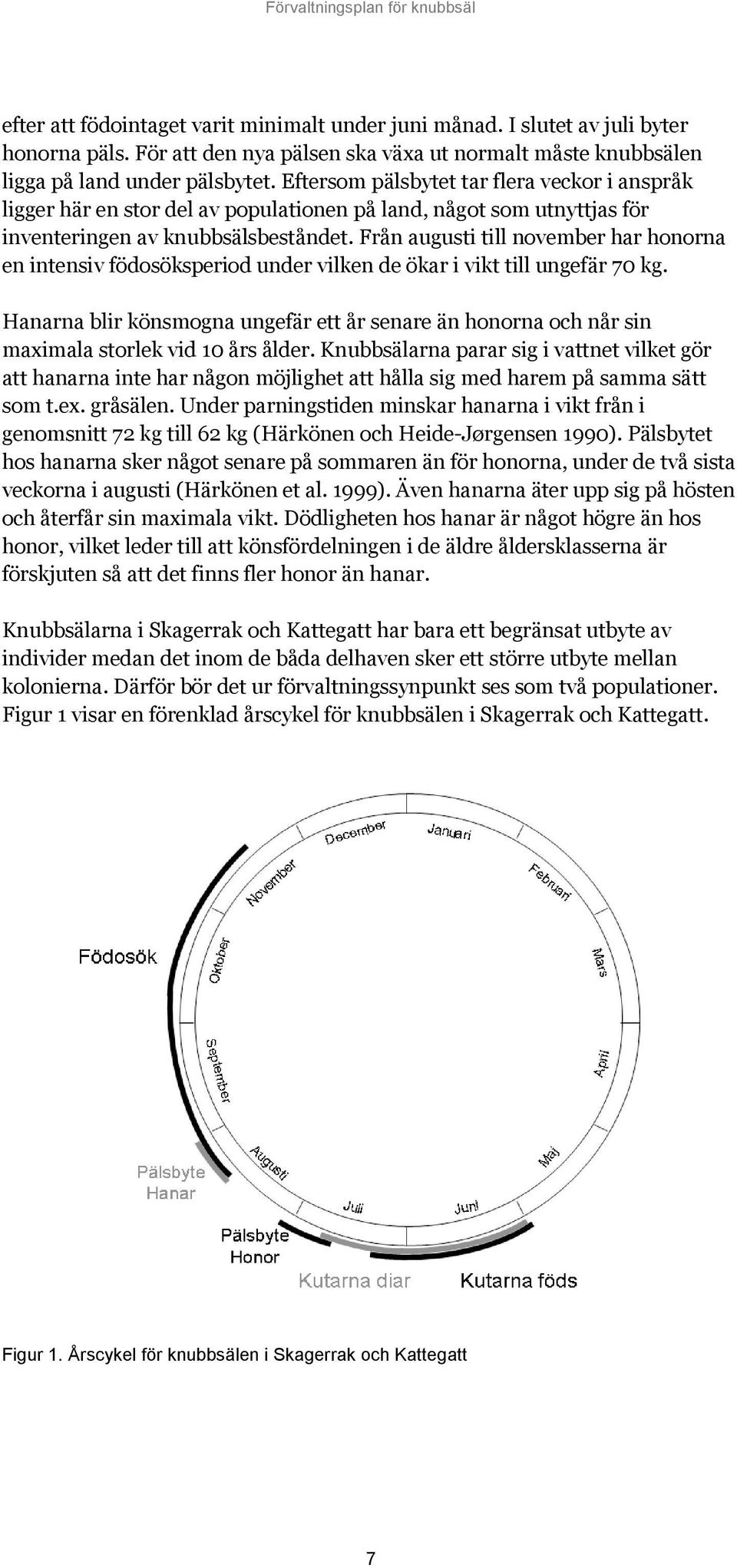 Från augusti till november har honorna en intensiv födosöksperiod under vilken de ökar i vikt till ungefär 70 kg.