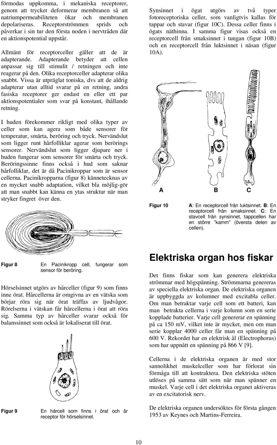 Adapterande betyder att cellen anpassar sig till stimulit / retningen och inte reagerar på den. Olika receptorceller adapterar olika snabbt.