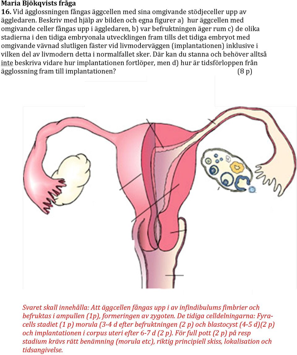 fram tills det tidiga embryot med omgivande vävnad slutligen fäster vid livmoderväggen (implantationen) inklusive i vilken del av livmodern detta i normalfallet sker.