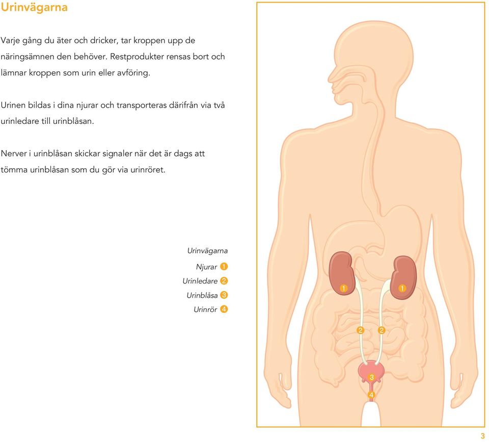Urinen bildas i dina njurar och transporteras därifrån via två urinledare till urinblåsan.
