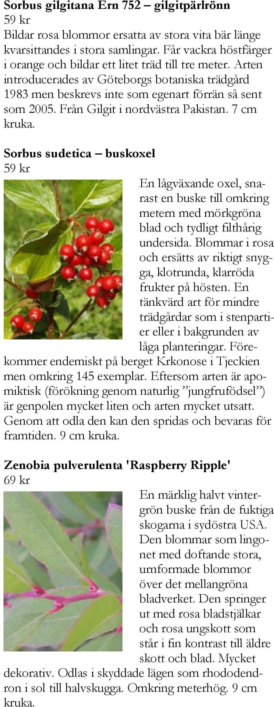 7 cm Sorbus sudetica buskoxel En lågväxande oxel, snarast en buske till omkring metern med mörkgröna blad och tydligt filthårig undersida.