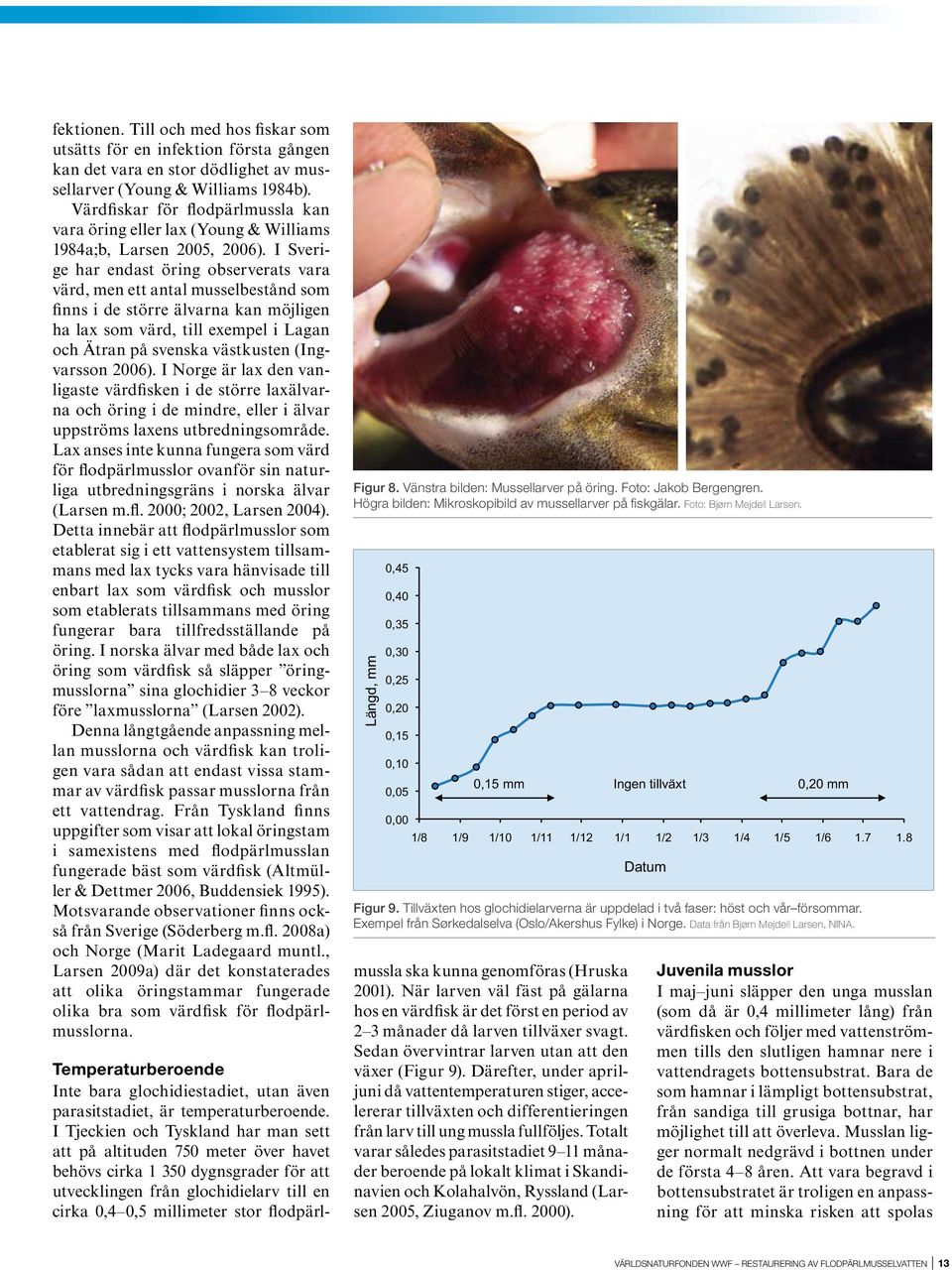 Livskraften hos de nysläppta musslorna avgörs av hur förhållandena var hos värdfisken under parasitstadiet (Hruska 2001).