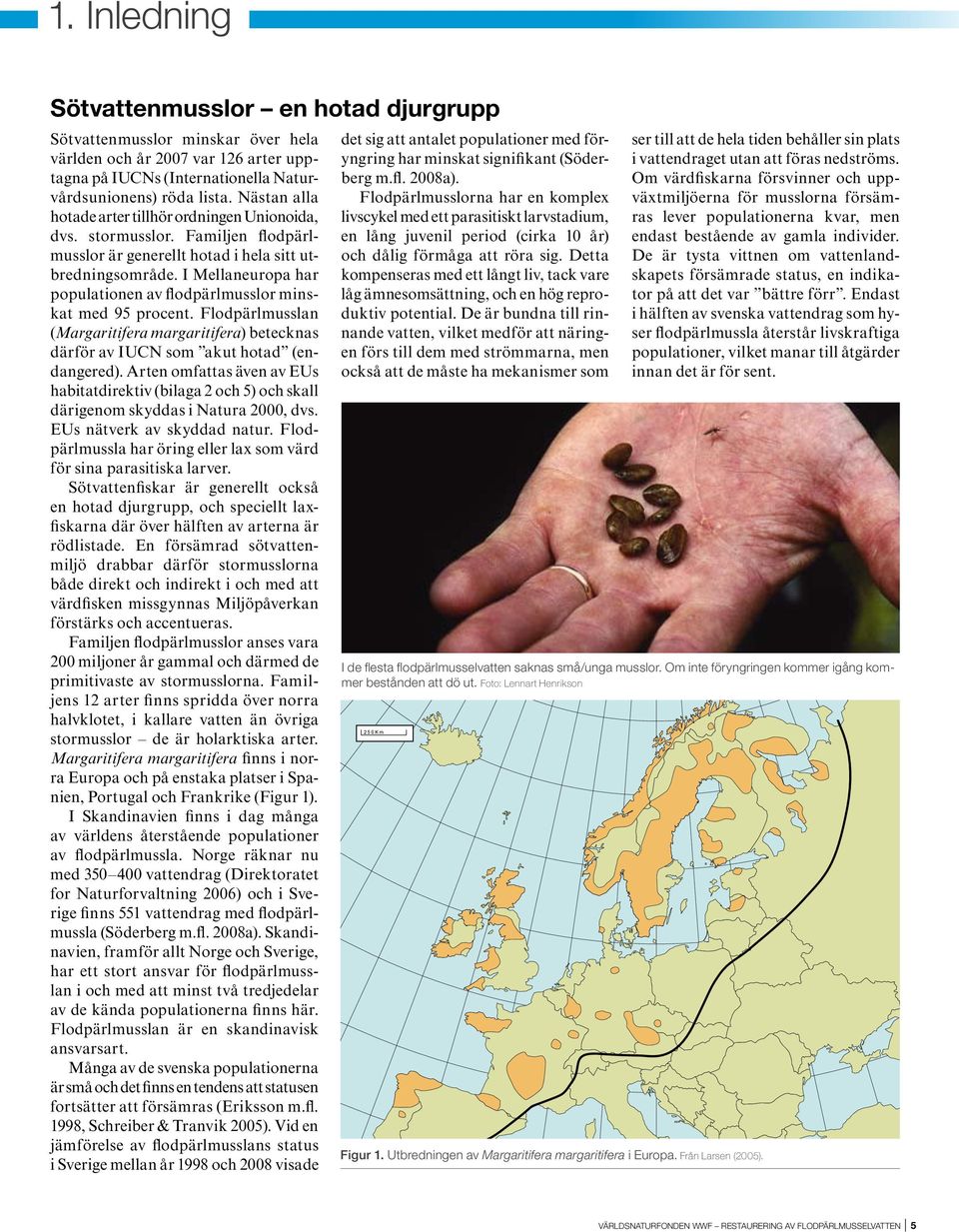 I Mellan europa har populationen av flodpärlmusslor minskat med 95 procent. Flodpärlmusslan (Margaritifera margaritifera) betecknas därför av IUCN som akut hotad (endangered).